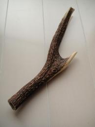 鹿角カット(中)